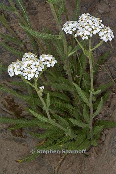 achillea millefolium 6 graphic